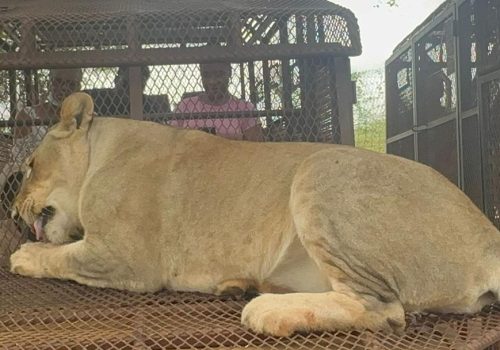 Bandia Safari and Lion Ranch